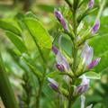 Glycyrrhiza glabra